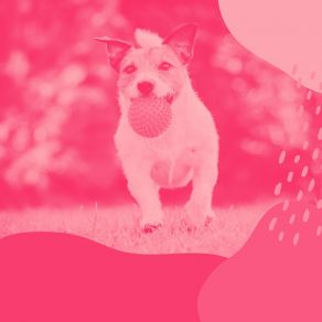 Download track Extraordinary Bossa - Vibe For Sleepy Pups Relaxing Dog Music Beats