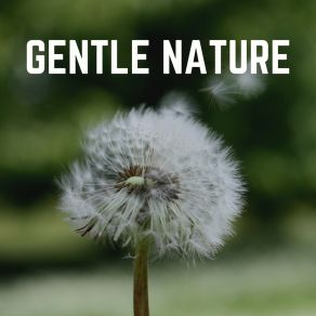Download track Stream Drips Nature Sleep