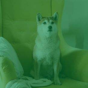 Download track Sultry Backdrops For Cute Dogs Calming Dog Jazz