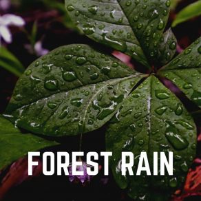 Download track Excursion In A Rainforest Nature Sounds Nature Music