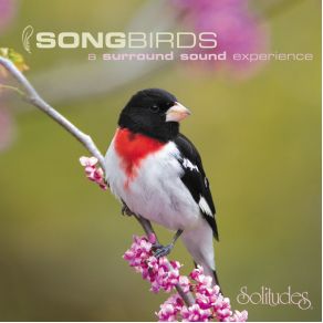 Download track Bobolink And Eastern Meadowlark Dan Gibson'S Solitudes