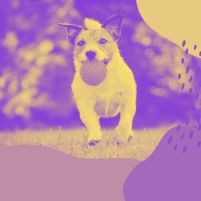 Download track Fun Backdrops For Calming Dogs Cheerful Relaxing Dog Music