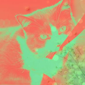 Download track Mysterious Ambience For Home With Cats Relax My Cat