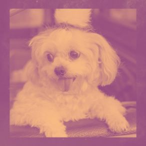 Download track Background For Relaxing Your Dog Doggy Relaxing Sounds