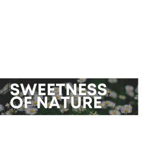 Download track Stream Drips Nature Calm
