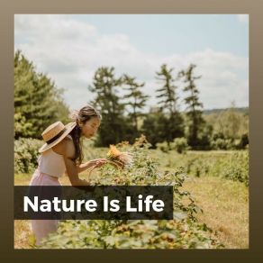 Download track When Does A Rainbow Occur In Nature Nature Soundscapes