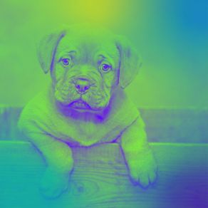 Download track Debonair Music For Relaxing Your Dog Doggy Music Radio