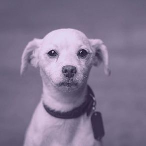 Download track Pulsating Backdrops For Calming Dogs Music For Dogs Playlist