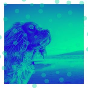 Download track Lonely Backdrops For Relaxing Your Dog Relaxing Dog Music Playlists