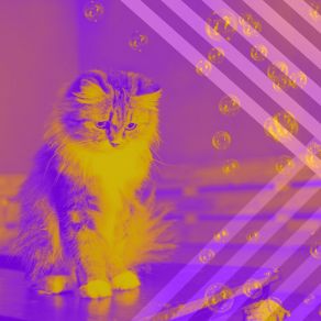 Download track Mind-Blowing Music For Home Cats Cat Music Oasis